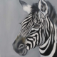 zebra-head-black&white